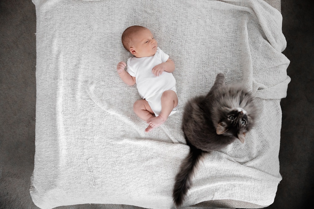 easy home portrait sessions, baby and pet photography