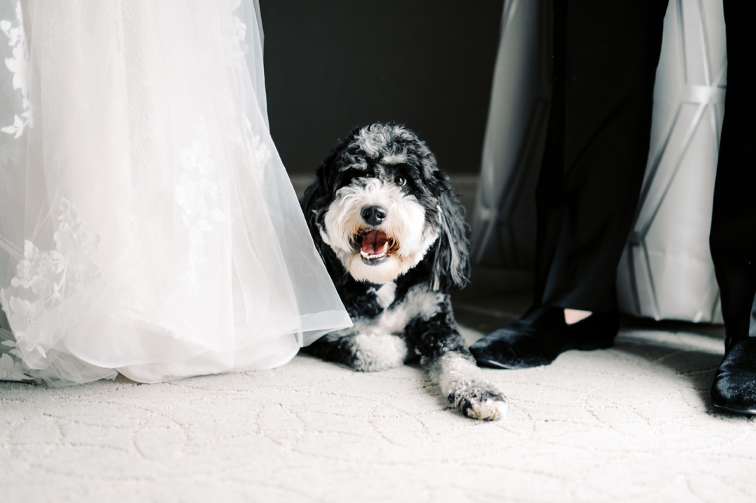 Dog-friendly wedding preparations with Bear the doodle at The Ritz-Carlton St. Louis.