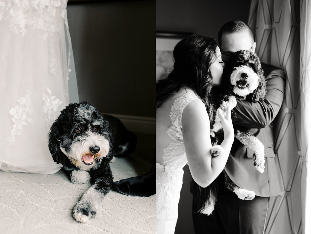 Dog-friendly wedding preparations with Bear the doodle at The Ritz-Carlton St. Louis.