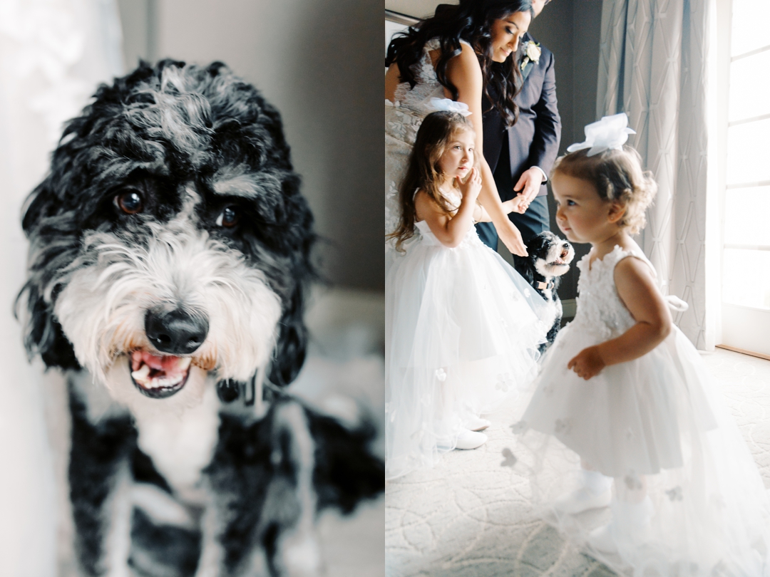 Dog-friendly wedding preparations with Bear the doodle at The Ritz-Carlton St. Louis.