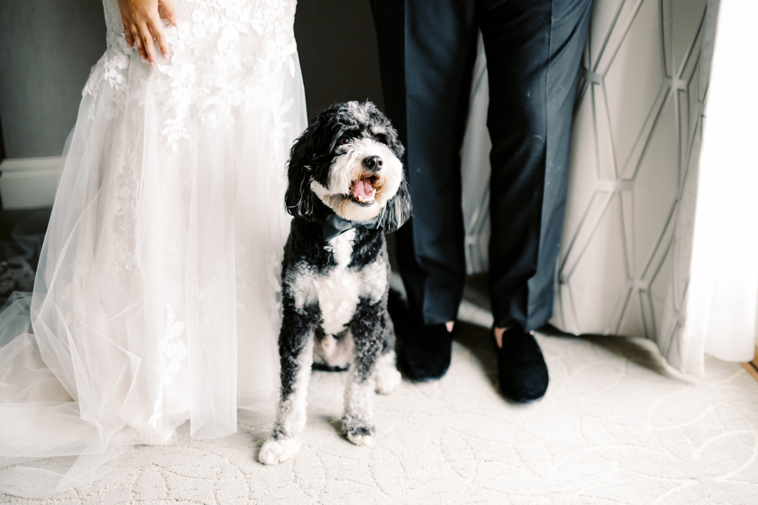 Dog-friendly wedding preparations with Bear the doodle at The Ritz-Carlton St. Louis.